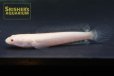 画像1: アルビノカムルチー（雷魚・アルビノプラーチョン） (1)