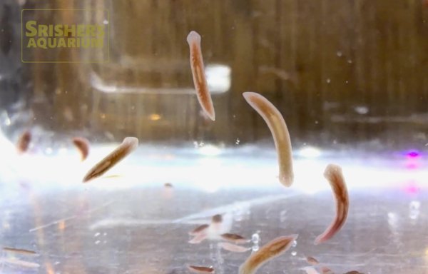 画像2: プラナリア