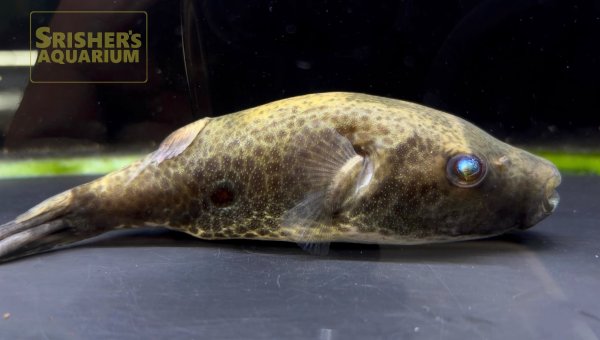 画像1: パオ　バルバータス