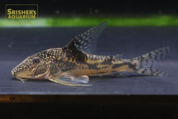 画像1: コリドラス　サルマチス（サンタカタリーナ）