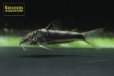 画像8: コリドラス　スーパーバイヤニーニョ (8)