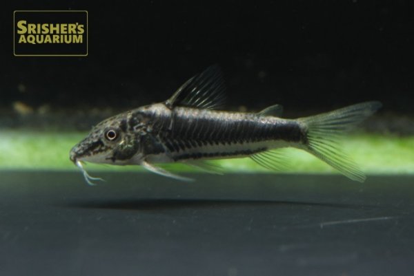 画像8: コリドラス　スーパーバイヤニーニョ