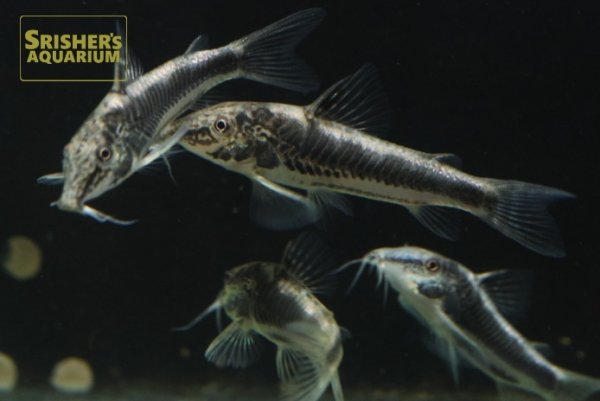 画像4: コリドラス　スーパーバイヤニーニョ