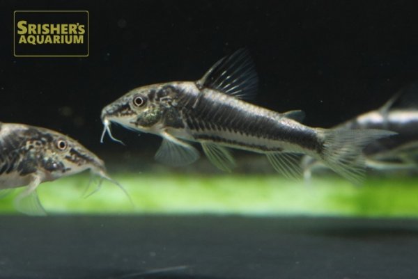 画像3: コリドラス　スーパーバイヤニーニョ