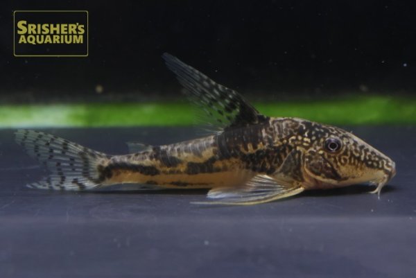 画像3: コリドラス　サルマチス（サンタカタリーナ）