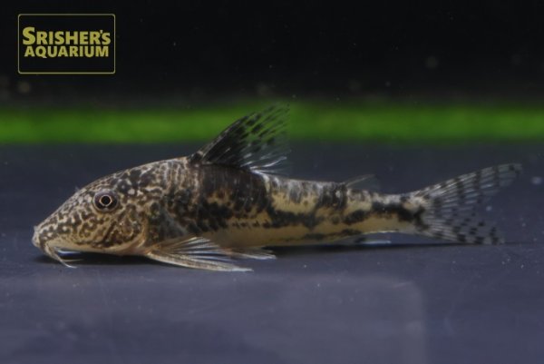 画像5: コリドラス　サルマチス（サンタカタリーナ）