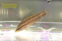 パロスフロメヌスSP. RIAU