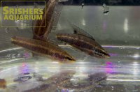 パロスフロメヌスSP. SENTANG