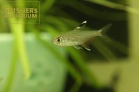 ハイフェソブリコン　コペランディ　"タパジョス"