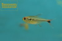 ハイフェソブリコン　アグルファ "タパジョス"