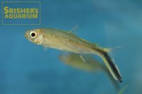 オブリクア（タエリア・オブリクア）