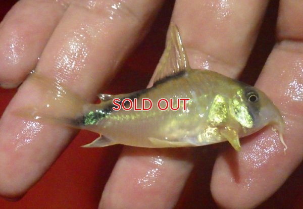 画像4: コリドラス・スプレマメリーニ（M-L） (イサナ上流) (A産地個体)