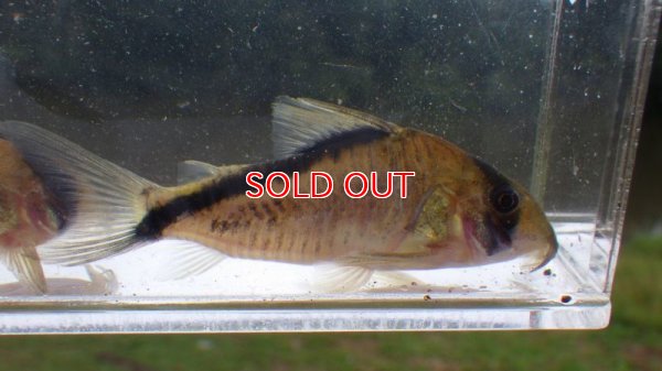 画像5: コリドラス・スプレマメリーニ（M-L） (イサナ上流) (A産地個体)