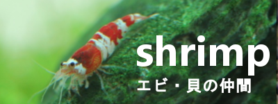 shrimpcrab