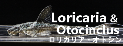 Otocinclus,Loricaria