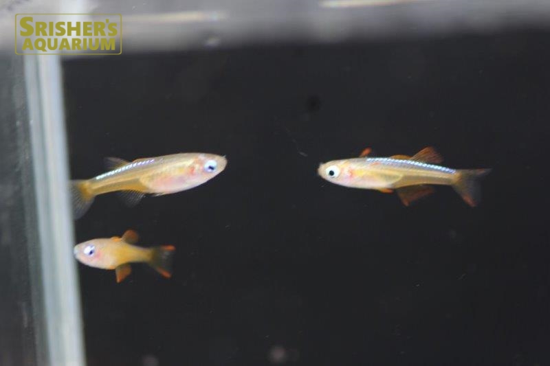 ファイヤーレッドレインボー（ペア） ｜レインボーフィッシュの仲間 - Rainbow fish-｜スリッシャーズ アクアリウム