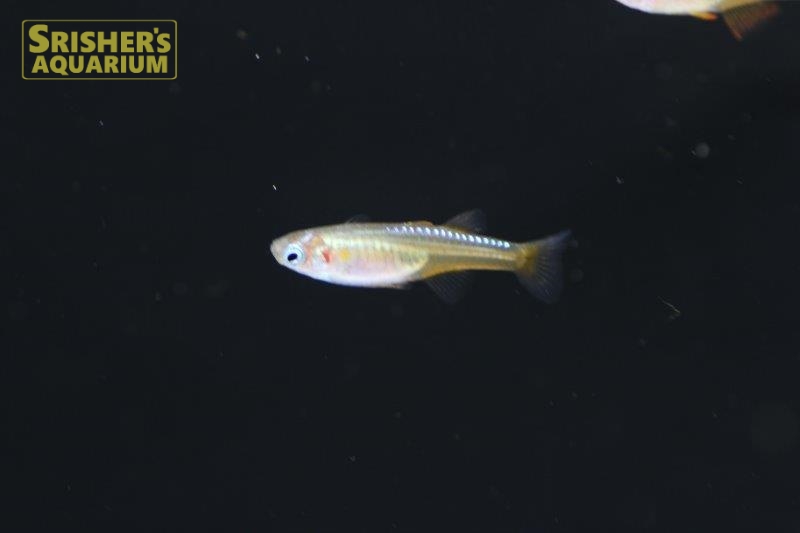 ファイヤーレッドレインボー（ペア）｜レインボーフィッシュの仲間 - Rainbow fish-｜スリッシャーズ アクアリウム