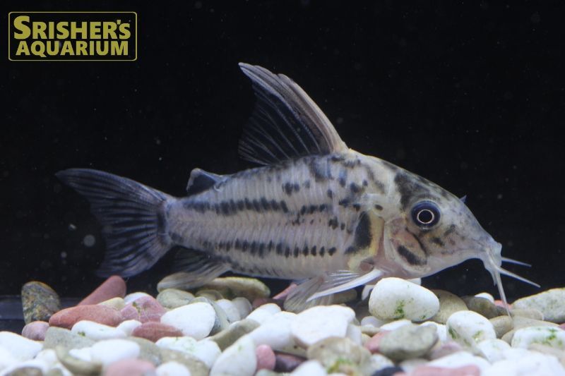 コリドラス セミロングノーズ スーパーシュワルツィ N 5 コリドラスの仲間 Corydoras スリッシャーズ アクアリウム 熱帯魚通販 熱帯魚専門店