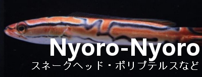 NyoroNyoro