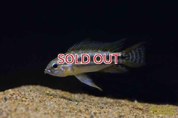 画像3: アピストグラマ　ビタエニアータ　カレイロ（ペア） (3)