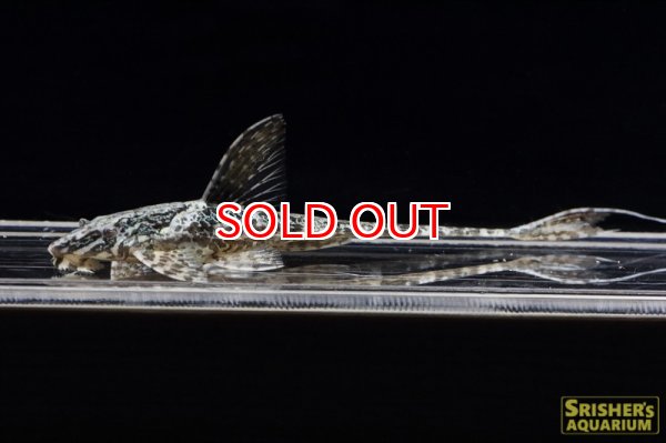 画像2: リネロリカリアspグリーンサンダーライン（アリプアナ） (2)