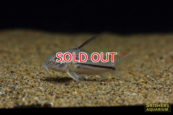 画像2: コリドラス・ｓｐ・ピカパウ（アリプアナ） (2)