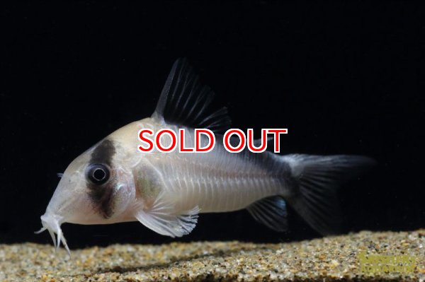 画像2: コリドラス・ニューメリニ（デビッドサンジー） (2)