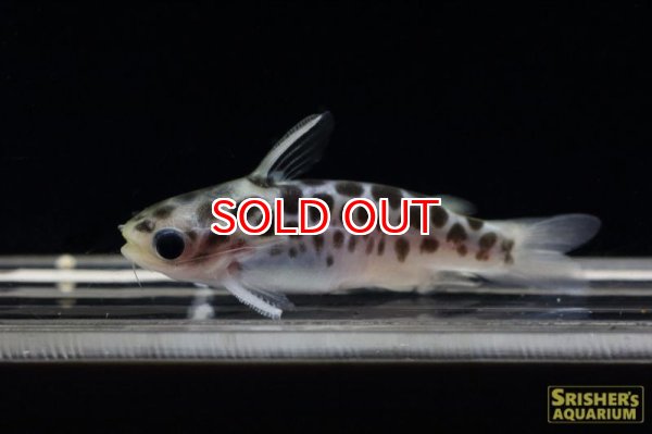 画像2: ブルーレオパードタティア (2)