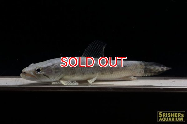 画像2: タライーラsp（シングー）n-1 (2)