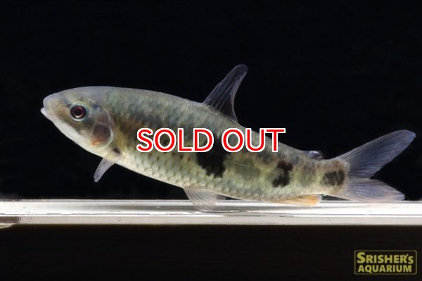 画像2: ガラナレポリヌス（タパジョス）（LL） (2)