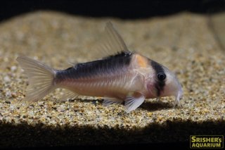 コリドラスの仲間 - Corydoras-｜スリッシャーズ アクアリウム
