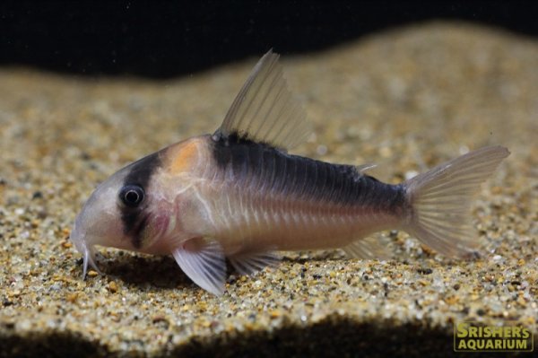 画像2: コリドラス デュプリカレウス (2)
