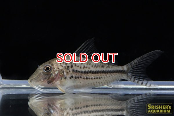 画像2: コリドラス・ザワツキー（Ｍ）n2 (2)