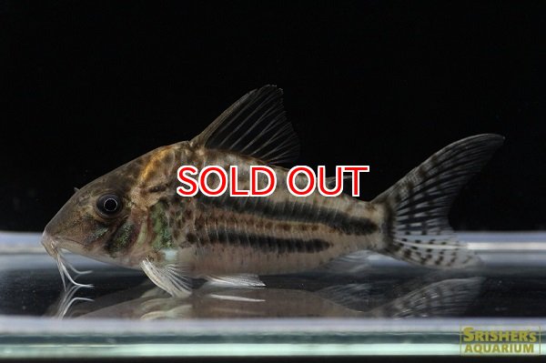 画像2: コリドラス・ブリットイ（L-LL）n2 動画あり　　お客様感謝価格！！　 (2)