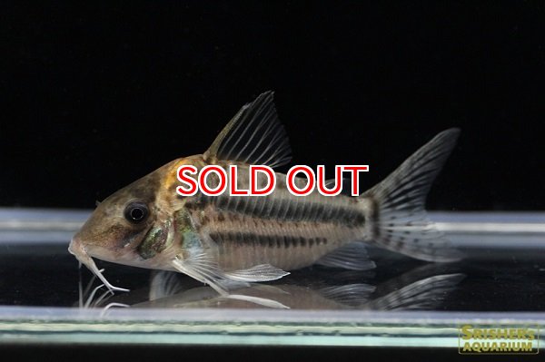 画像2: コリドラス・ブリットイ（L-LL）n3 　動画あり　　お客様感謝価格！！ (2)