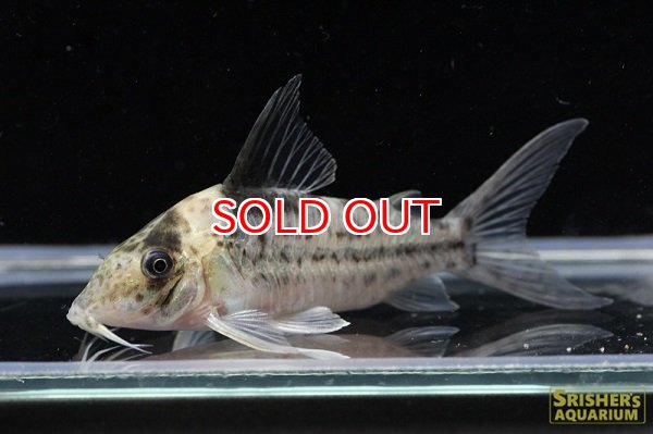 画像2: コリドラス・インコリカーナ（ペペリア）（Ｌ）n2 動画あり 　お客様感謝価格！！ (2)