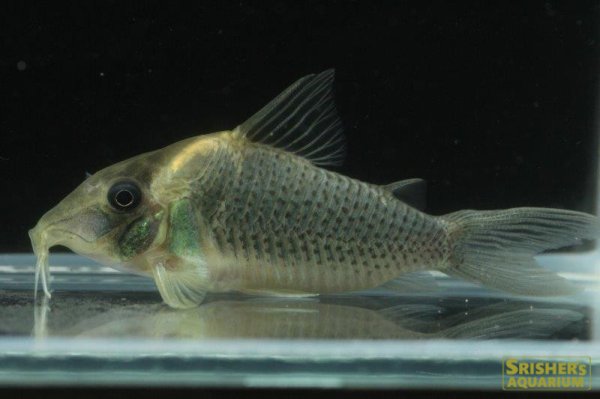 画像2: コリドラス　セミロングノーズルイーザ (2)