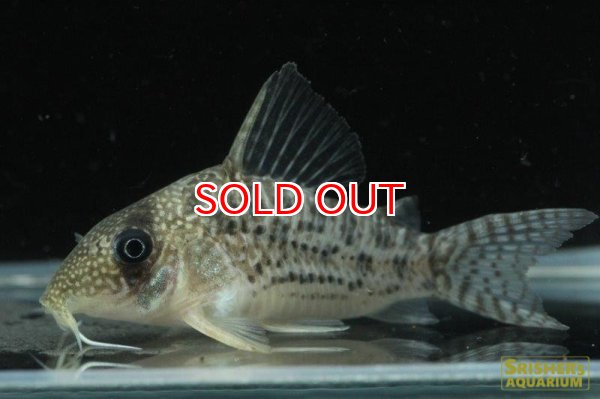 画像2: コリドラス・ｓｐ・アンチェスター（セルパ）n10 (2)