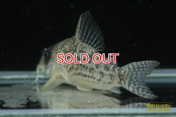 画像4: コリドラス・ｓｐ・アンチェスター（セルパ）n10 (4)