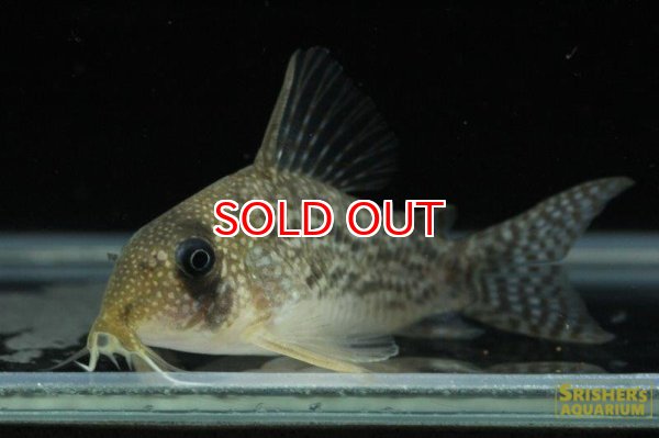 画像4: コリドラス・ｓｐ・アンチェスター（セルパ）n9 (4)