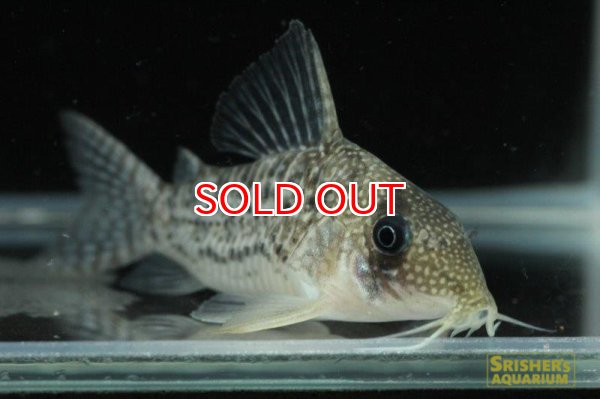 画像3: コリドラス・ｓｐ・アンチェスター（セルパ）n10 (3)