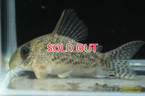 画像2: コリドラス・ｓｐ・アンチェスター（セルパ）n9 (2)