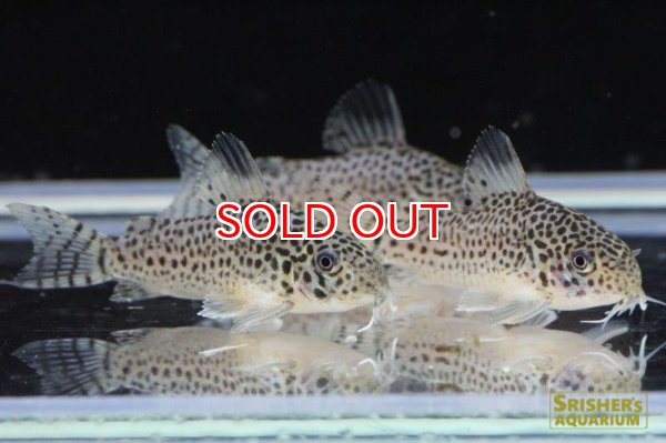 画像2: コリドラス・プンクタータス（ブリード）３匹セット (2)