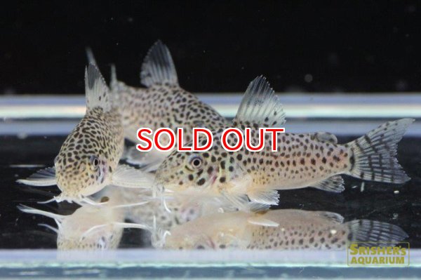 画像3: コリドラス・プンクタータス（ブリード）３匹セット (3)