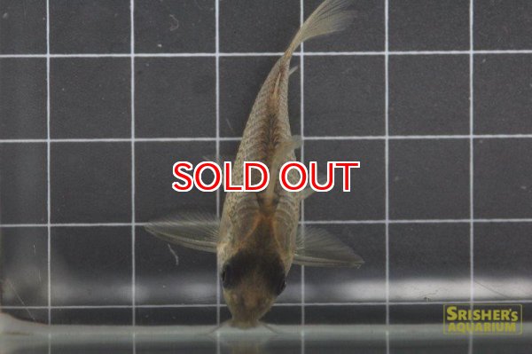 画像3: コリドラス・ショートノーズ ルイーザ（Ｍ） (個別セレクト) n-2 (3)