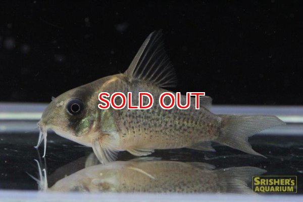 画像2: コリドラス・ショートノーズ ルイーザ（Ｍ） (個別セレクト) n-2 (2)