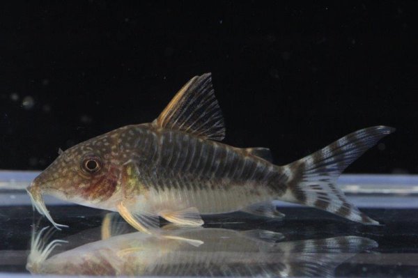 画像4: コリドラス　セウシー（ロングノーズゴッセイ） (4)