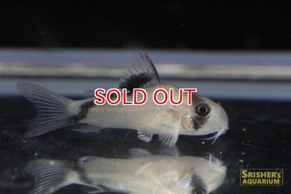 画像2: コリドラス・スプレマメリーニ（ＳＭ） (イサナ上流) (Ａ産地個体)　 (2)