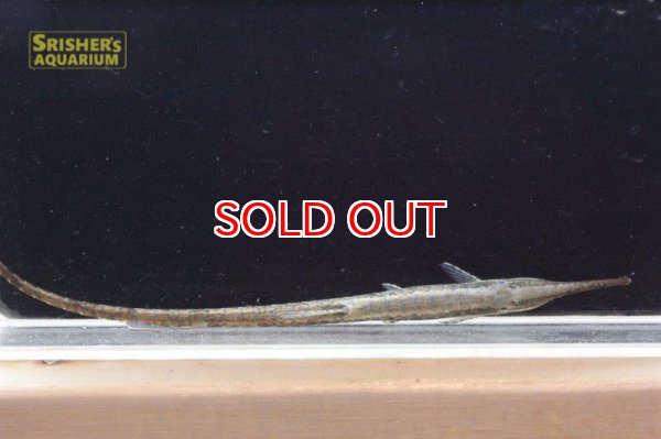 画像3: ファロエラ・ｓｐ・リオグァロホ（Ｍ－Ｌ） (3)