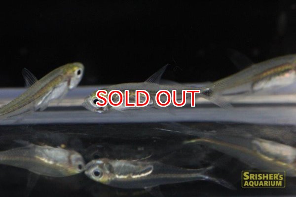 画像3: ワイルドカラシン・ｓｐ・ロングボディグラステトラ（イサナ） (3)